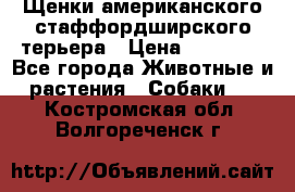 Щенки американского стаффордширского терьера › Цена ­ 20 000 - Все города Животные и растения » Собаки   . Костромская обл.,Волгореченск г.